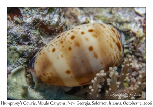 Humphrey's Cowrie