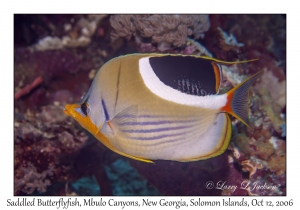 Saddled Butterflyfish