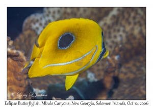 Eclipse Butterflyfish