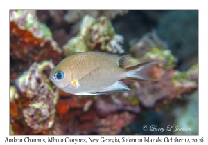 Ambon Chromis