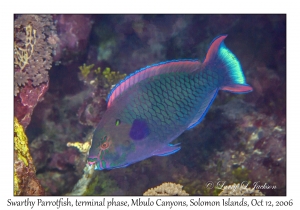 Swarthy Parrotfish