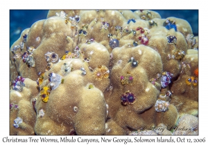 Christmas Tree Worms