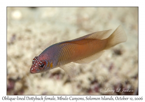 Oblique-lined Dottyback female