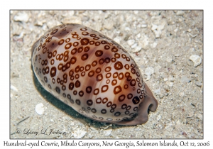 Hundred-eyed Cowrie