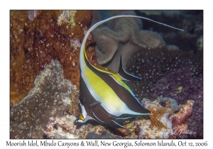 Moorish Idol