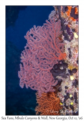 Sea Fan