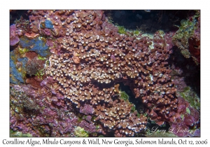 Coralline Algae