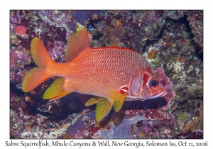 Sabre Squirrelfish