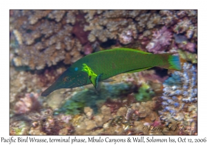 Pacific Bird Wrasse