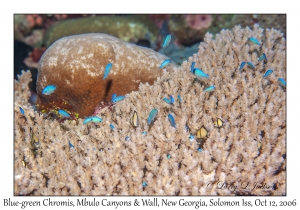 Blue-green Chromis