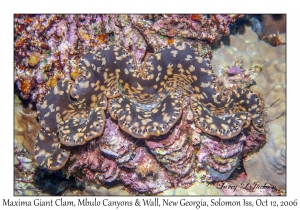 Maxima Giant Clam