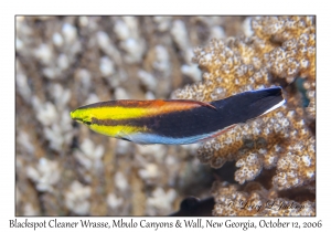 Blackspot Cleaner Wrasse