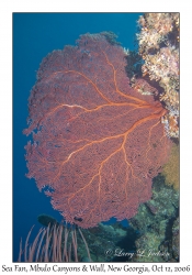 Sea Fan