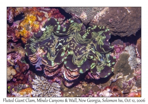 Fluted Giant Clam