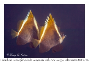 Humphead Bannerfish