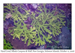 Hard Coral
