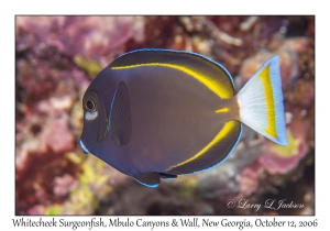 Whitecheek Surgeonfish