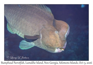 Bumphead Parrotfish