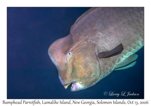 Bumphead Parrotfish