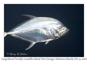 Longrakered Trevally