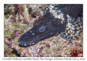 Crocodile Flathead variation