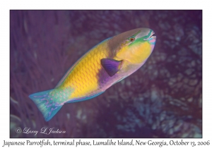 Japanese Parrotfish