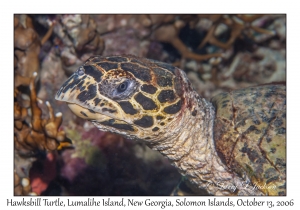 Hawksbill Turtle