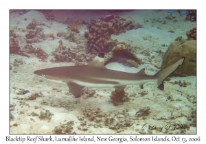 Blacktip Reef Shark