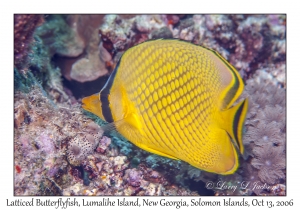 Latticed Butterflyfish