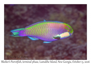 Bleeker's Parrotfish