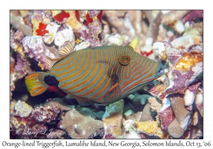 Orange-lined Triggerfish