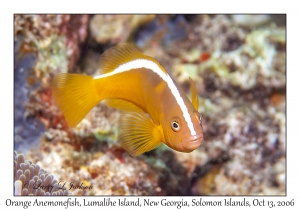 Orangefin Anemonefish