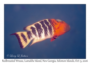 Redbreasted Wrasse