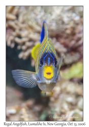 Regal Angelfish