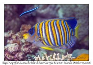 Regal Angelfish