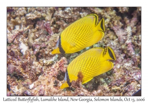 Latticed Butterflyfish