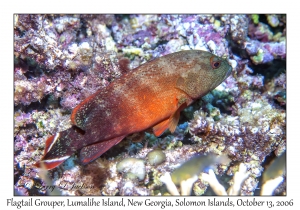 Flagtail Grouper