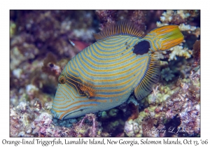 Orange-lined Triggerfish