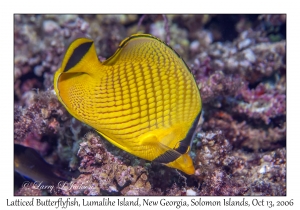 Latticed Butterflyfish