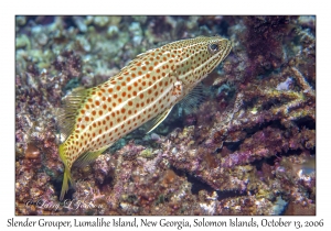 Slender Grouper