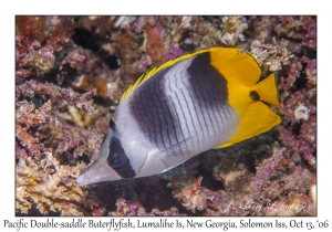 Pacific Double-saddle Butterflyfish