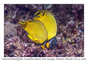 Latticed Butterflyfish