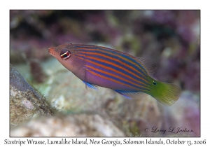 Sixstripe Wrasse