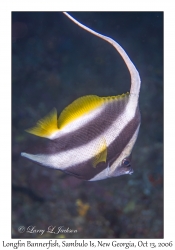 Longfin Bannerfish