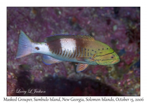 Masked Grouper