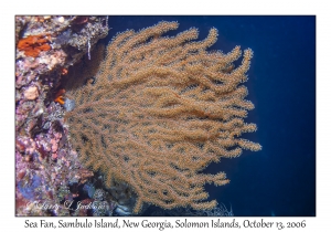 Sea Fan