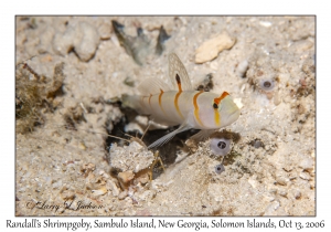 Randall's Shrimpgoby