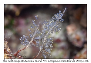 Blue Bell Sea Squirt