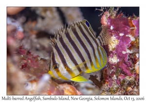 Multi-barred Angelfish