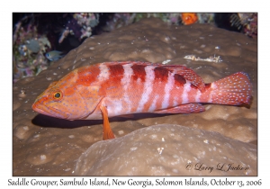 Saddle Grouper